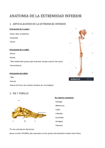 ANATOMIA-DE-LA-EXTREMIDAD-INFERIOR.pdf