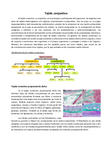 3-Tejido-conjuntivo.pdf