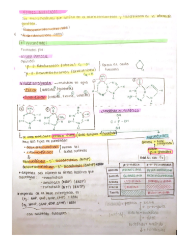 acidos-nucleicos.pdf