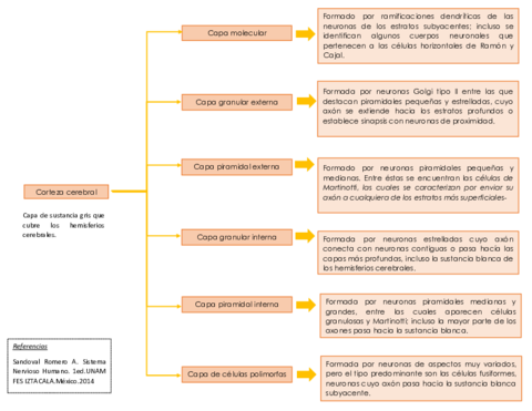 Capas-de-la-corteza-cerebral.pdf