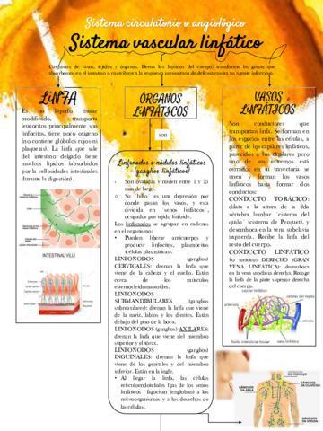 Sistema-linfatico.pdf