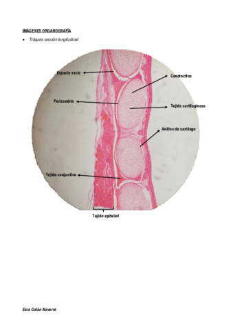 IMAGENES-ORGANOGRAFIA.pdf