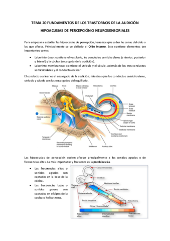 TEMA-20-FUNDAMENTOS-DE-LOS-TRASTORNOS-DE-LA-AUDICION.pdf