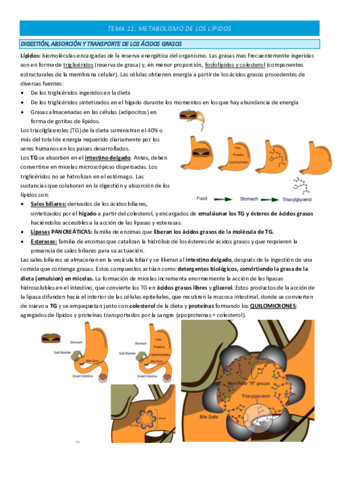 TEMA-11-COMPLETO.pdf