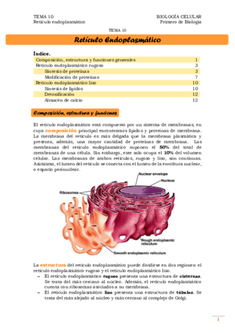 TEMA 10. Retículo endoplasmático
