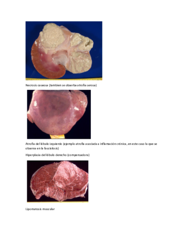 test-primer-parcial.pdf