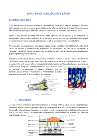 TEMA-19-Anatomia.pdf