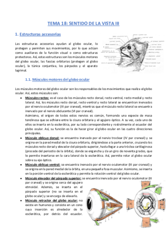 TEMA-18-Anatomia.pdf