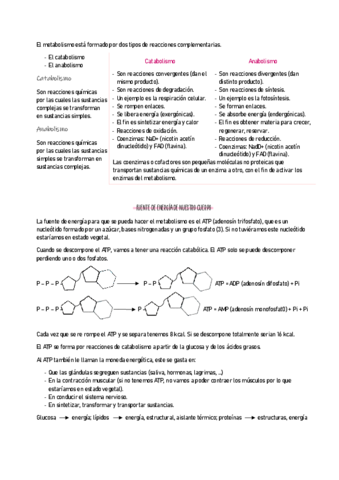 ANATOMIA-11.pdf