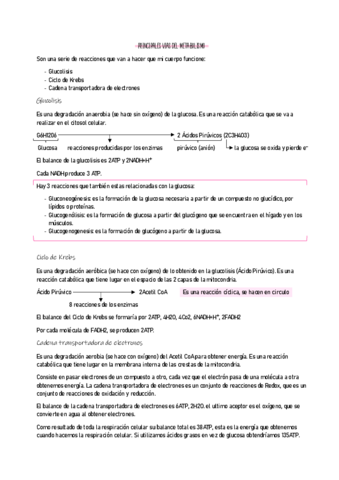 ANATOMIA-12.pdf
