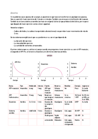 ANATOMIA-14.pdf