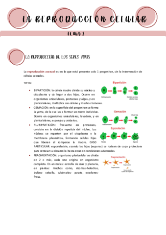 REPRODUCCION-CELULAR.pdf