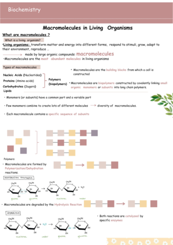 Biochemistry-macromolecules-in-living-organism-.pdf