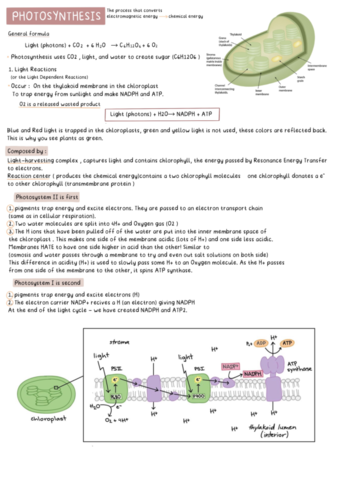 Metabolism-photosynthesis.pdf