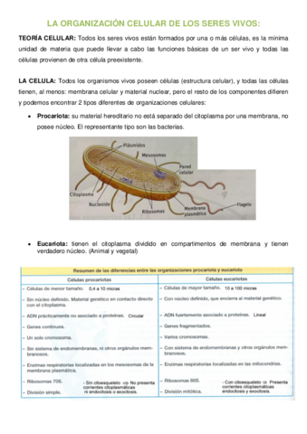 LA-ORGANIZACION-CELULAR-DE-LOS-SERES-VIVOS-terminado.pdf