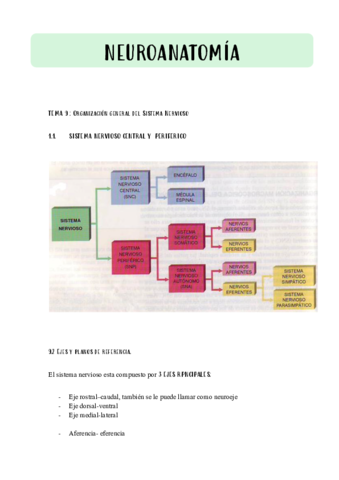 TEMA-9-NEUROANATOMIA-.pdf