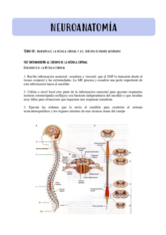 TEMA-10-NEUROANATOMIA-.pdf