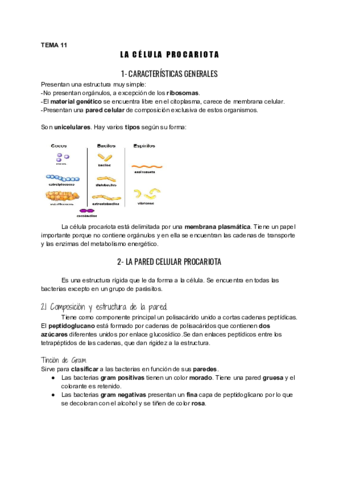 UD11-Celula-procariota.pdf