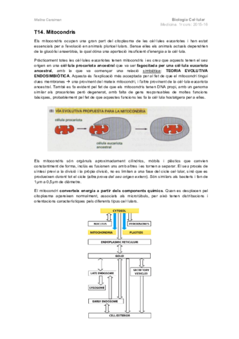 T14. Mitocondris.pdf