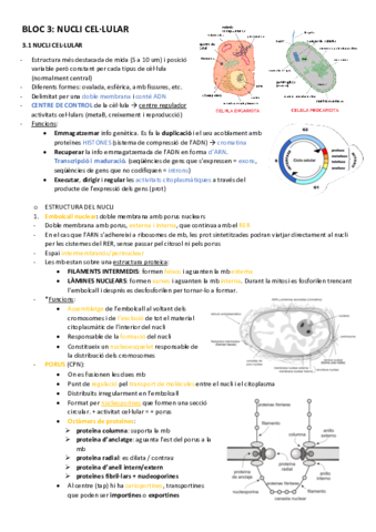 BT-3nucli-cellular.pdf