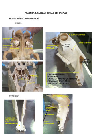 ANATOMIA-TOPOGRAFICA-DEL-CABALLO.pdf