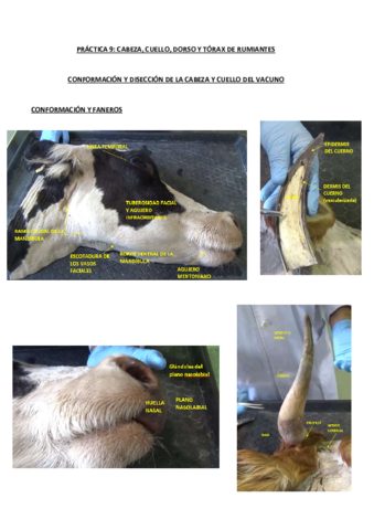 ANATOMIA-TOPOGRAFICA-DE-RUMIANTES.pdf