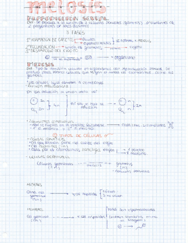 meiosis-caracteres4oESO.pdf