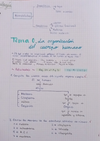 La-organizacion-del-cuerpo-humano.-2.pdf