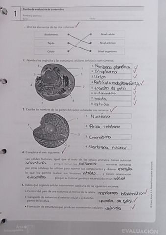 La-organizacion-del-cuerpo-humano.3.pdf