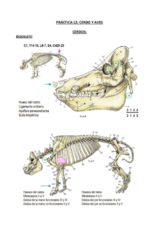 ANATOMIA-TOPOGRAFICA-DE-CERDOS-Y-AVES.pdf