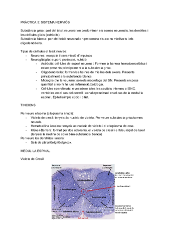 PRACTICA-5-SISTEMA-NERVIOS.pdf