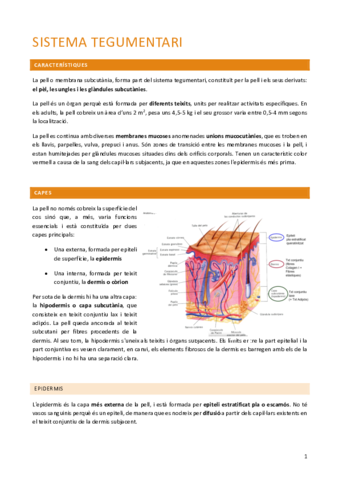 anato-1.pdf