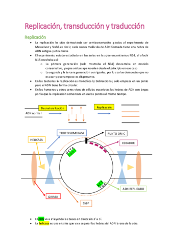 Tema-5-Replicacion-transduccion-y-traduccion.pdf