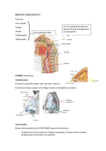 tema-5-respiratorio-I.pdf