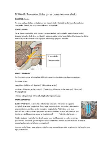 tema-47-troncoencefalo.pdf