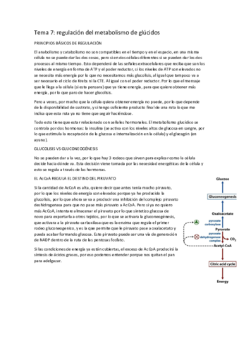 tema-18-regulacion-de-glucidos.pdf