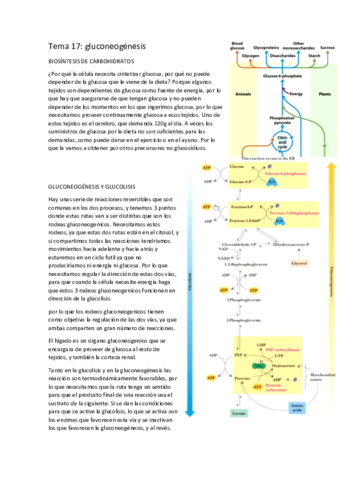 tema-17-gluconeogenesis.pdf