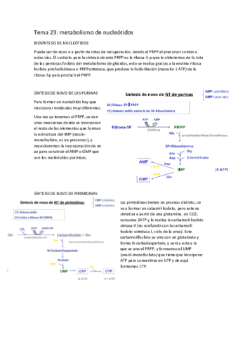 tema-23-metabolismo-de-nucleotidos.pdf