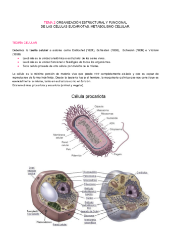 Tema 2 - Organzación estructural y funcional de las células eucariotas.pdf