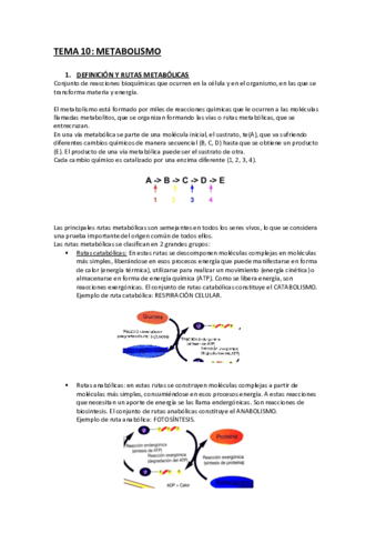 10-Metabolismo.pdf