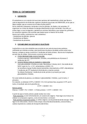 11-Catabolismo.pdf