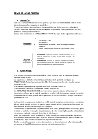 12-Anabolismo.pdf