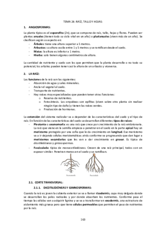 Tema-24-Raiz-tallo-y-hojas.pdf