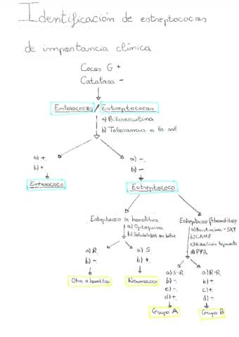 esaquema-de-identificacion-de-estreptococos-de-importancia-clinica.pdf