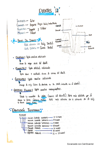 Resumen-Tema-de-Morfologia-Dental.pdf