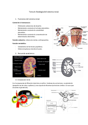 Tema-8-fisiologia-del-sistema-renal.pdf