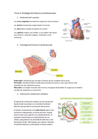 Tema-4-fisiologia-del-sistema-cardiovascular.pdf
