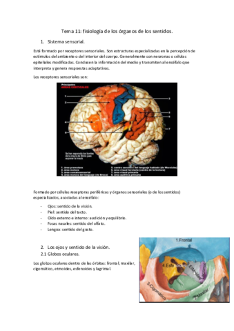 Tema-11-fisiologia-de-los-organos-de-los-sentidos.pdf