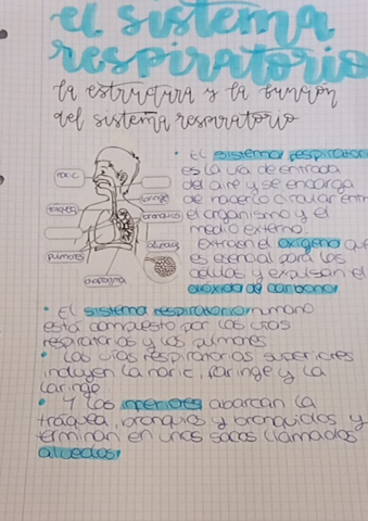 Sistema-respiratorio.pdf