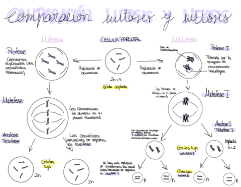Comparacion-Meiosis-Y-Mitosis-3.pdf